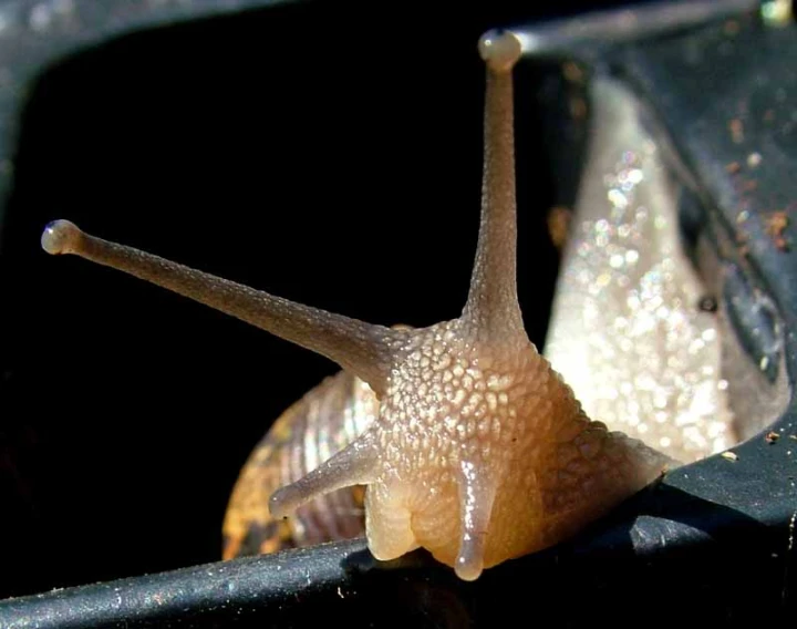 a snail on a rail near a window