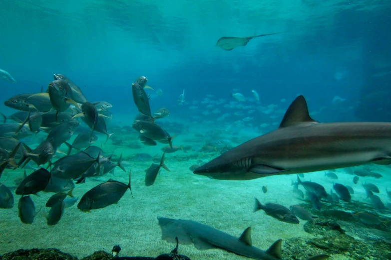 many fish swim around in the ocean near a reef