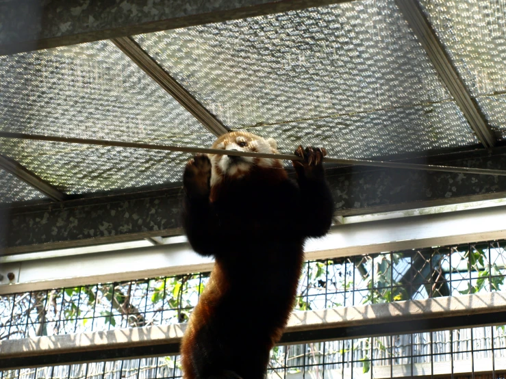 a bear hanging from the roof of a building