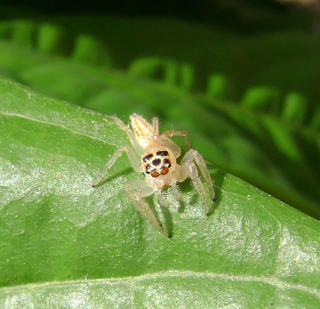 a little white spider on the end of a green leaf