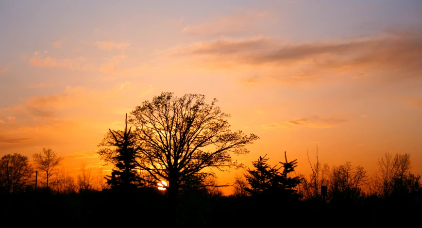 the sun is setting over trees and bushes