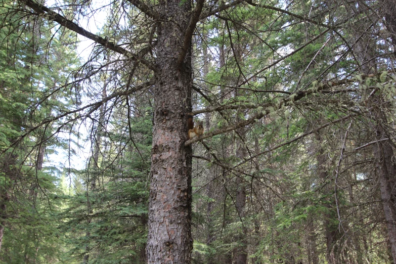 a bear is on the trunk of a large tree