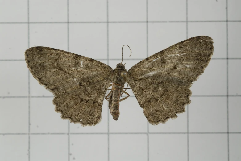 a big brown erfly is sitting on a wall