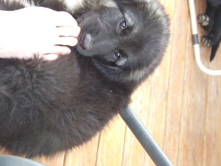 a close up of the head of a dog