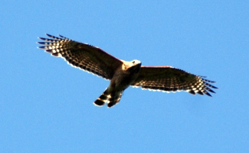 a bird flying through a blue sky in the day