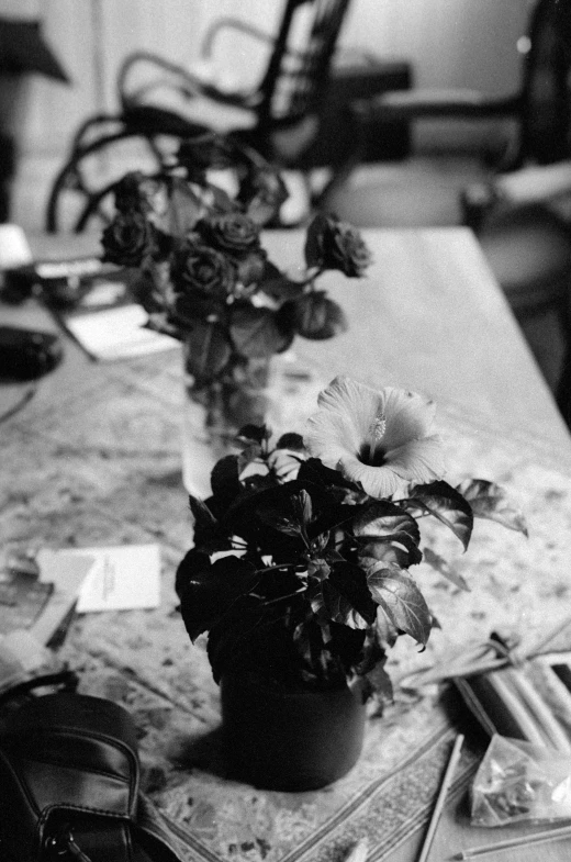 small houseplants in black and white setting on table