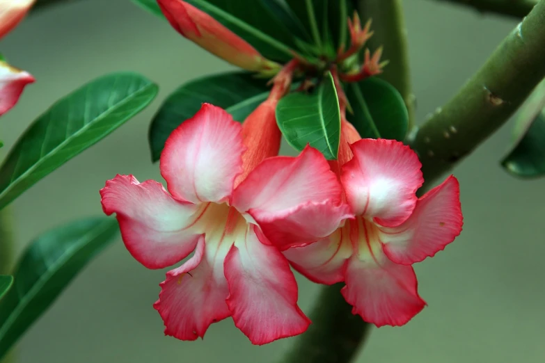 two pink and white flowers with green leaves