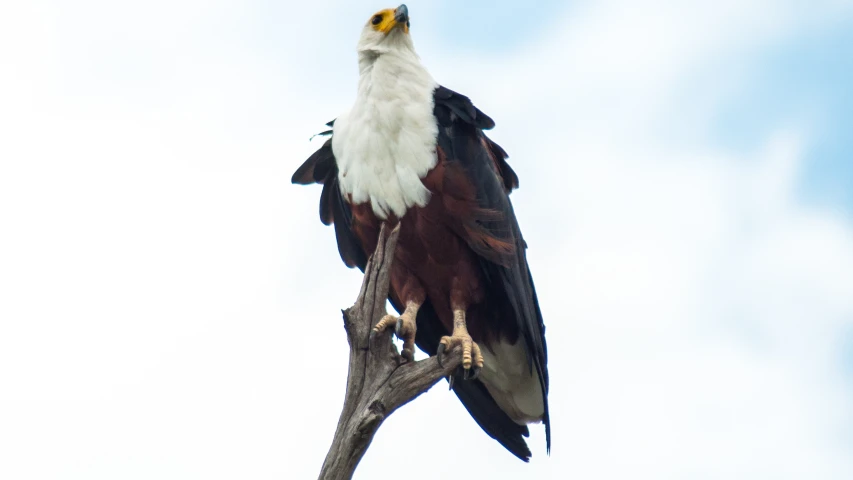 a big bird that is sitting on top of a tree nch