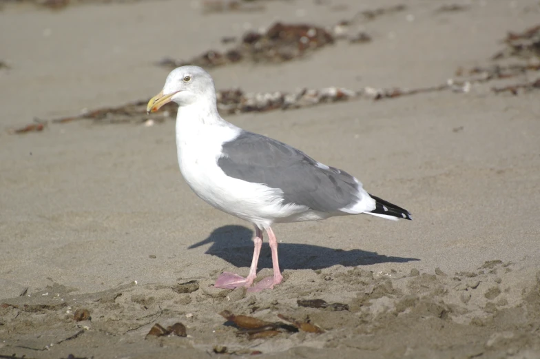 the seagull is looking for food on the beach