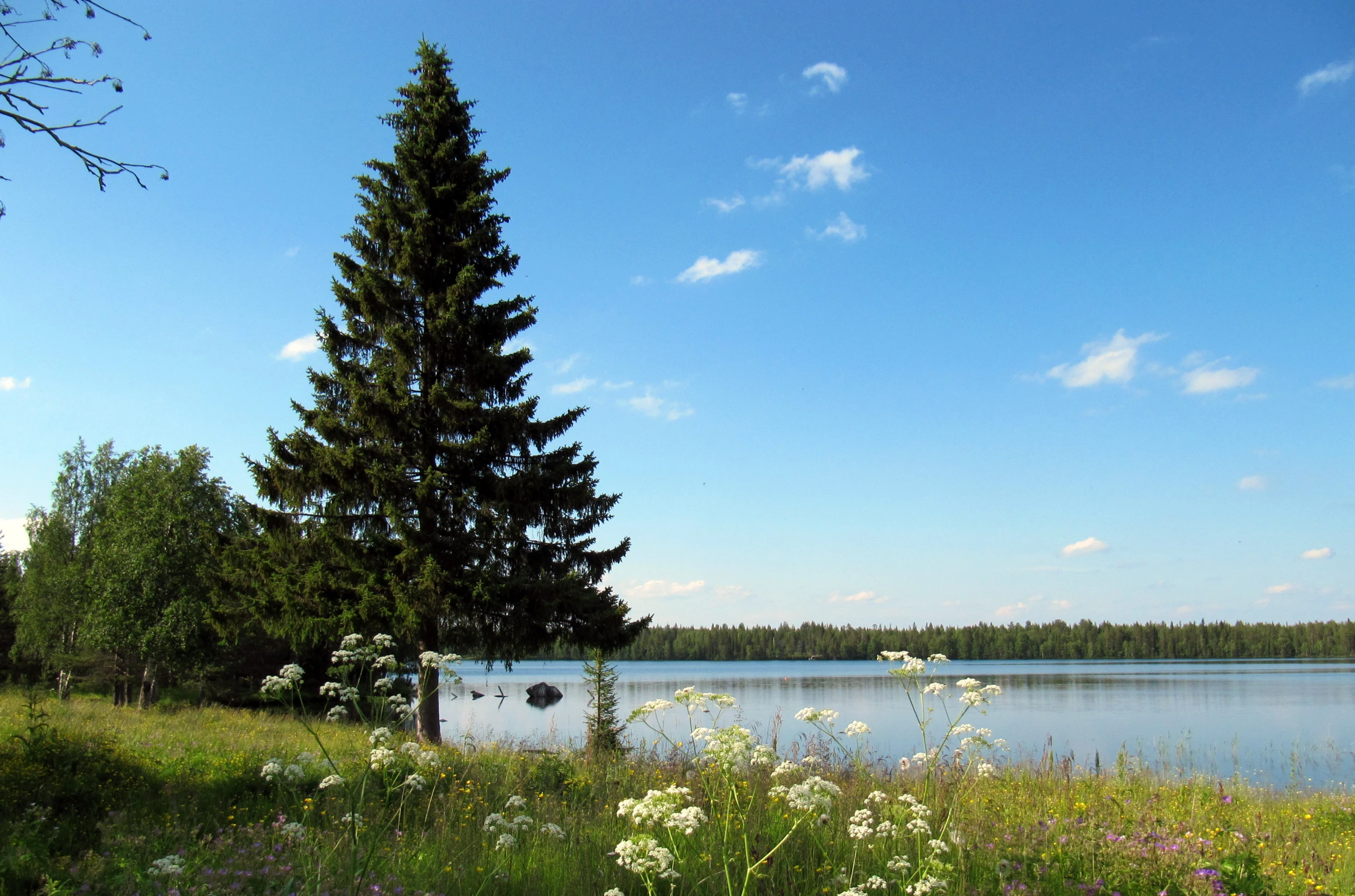 a view of a pond with a tree in the foreground and a field of flowers to the side