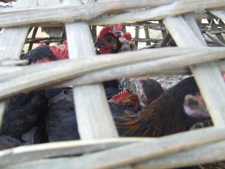 a cage full of chickens in a yard