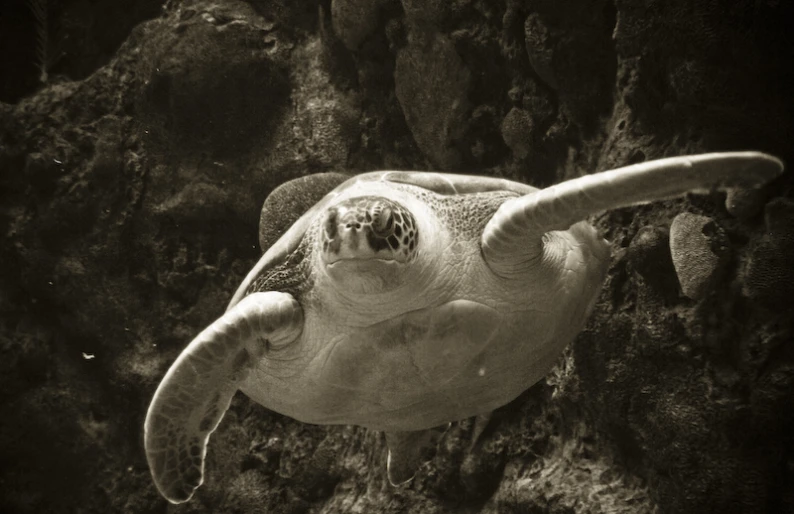 a large turtle swimming under water with its head looking towards the camera