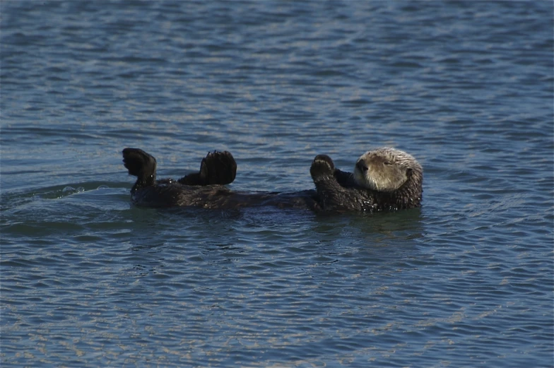 a bird laying on its back in the water