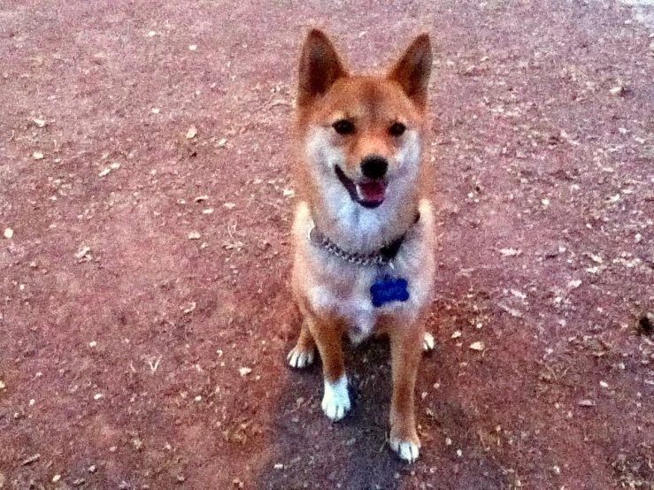 a large brown and white dog sitting on the road