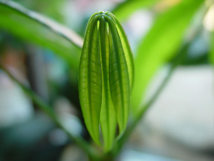 a green bladey plant is being pographed in close up