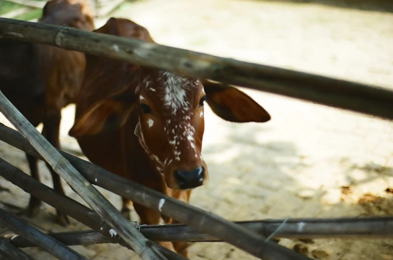 a cow stands next to a fence in a paddock