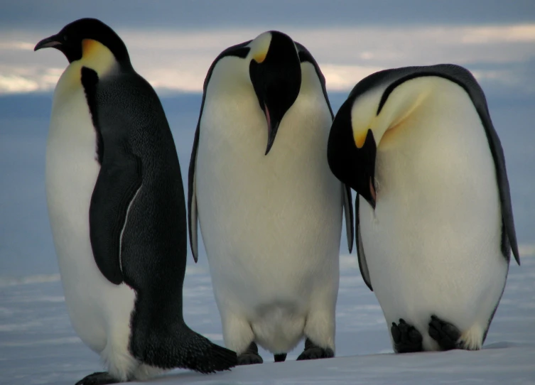 three penguins walk together across the snow