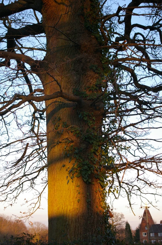 the trunk of an old tree with vine growing on it