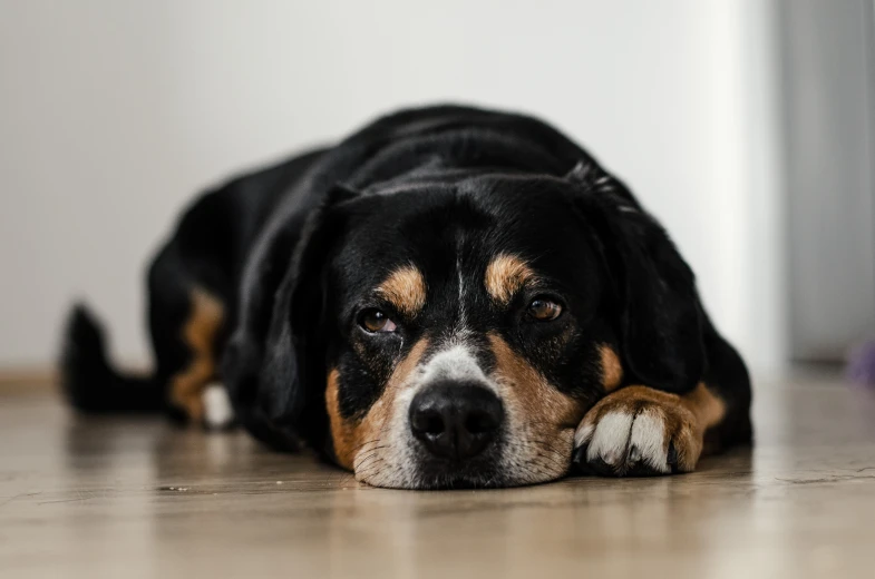 a close up of a dog laying on the floor