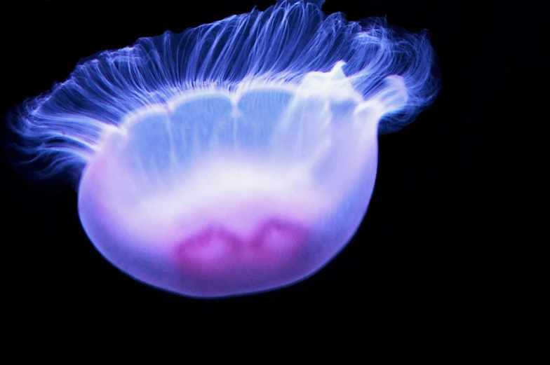 a jellyfish in an aquarium under a blue sky