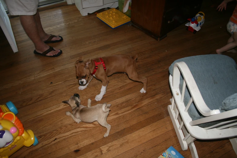 three small dogs are together on the wood floor