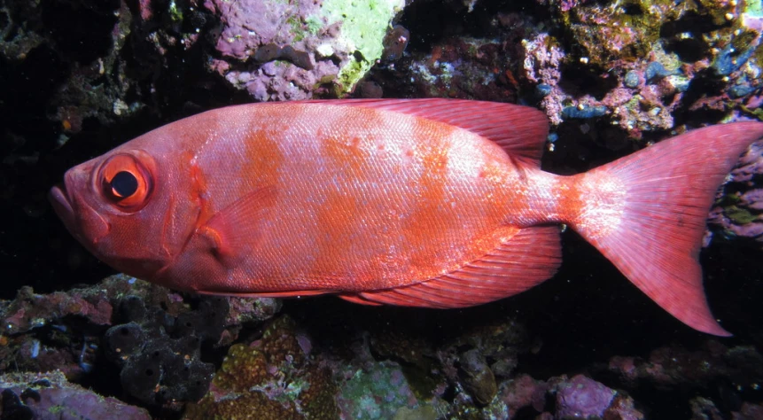 there is a red fish swimming on the reef