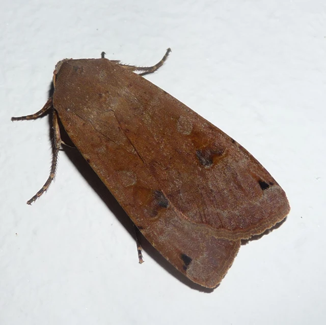 a brown bug is laying on the floor