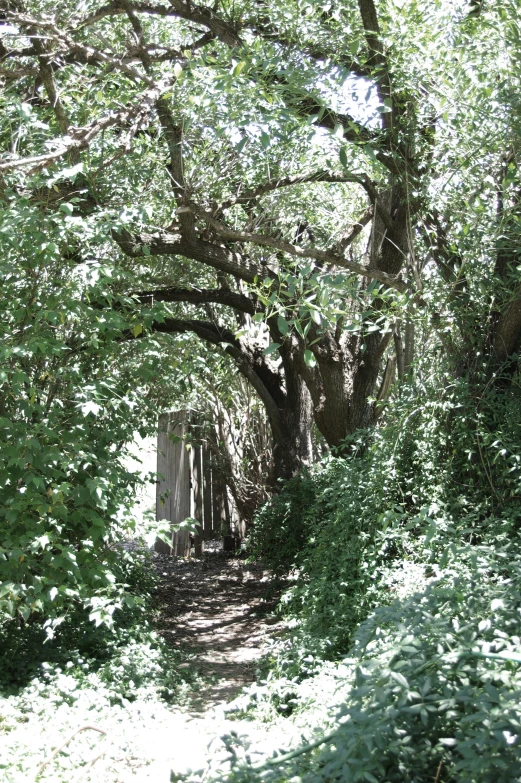 a path under some trees next to a fence