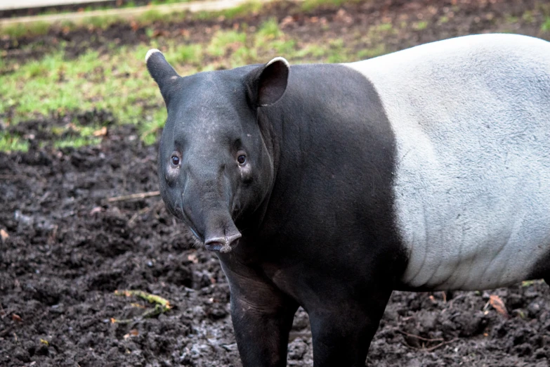 an armadiul standing in a mud covered field