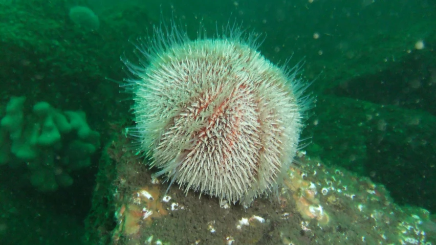 a sea urchin or sea urchin growing from the bottom of a wreck