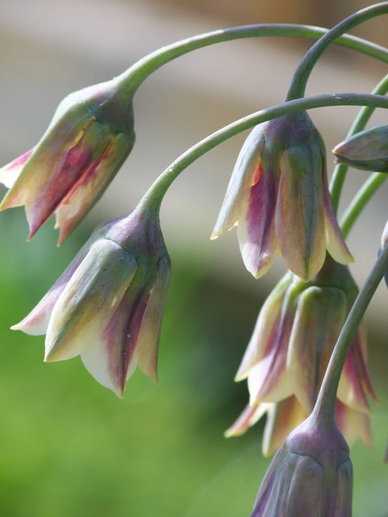 this is a close up view of a flower bud