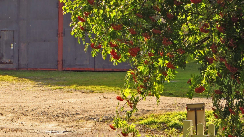 the corner of a tree with bright red flowers