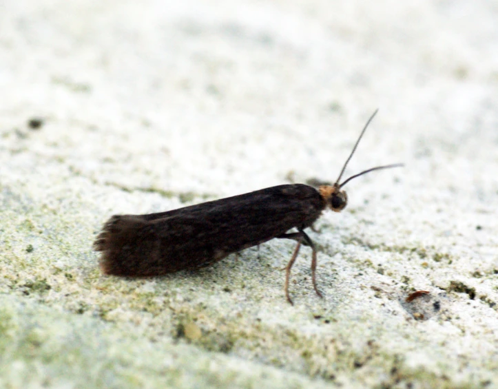 an insect on a concrete surface has its head covered