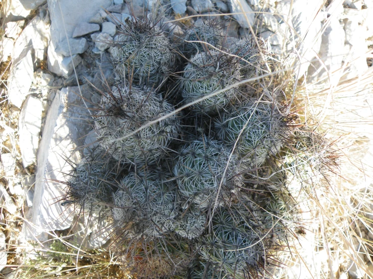 cactus flowers growing by rocks on a sunny day