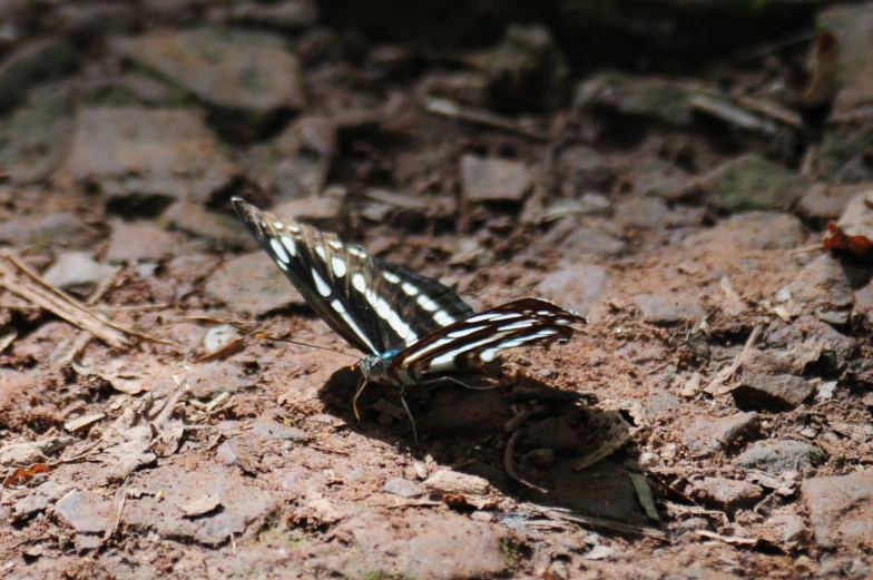 a small erfly on the ground with rocks and gravel