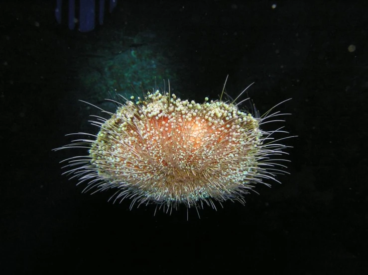 an underwater sea creature in the dark ocean