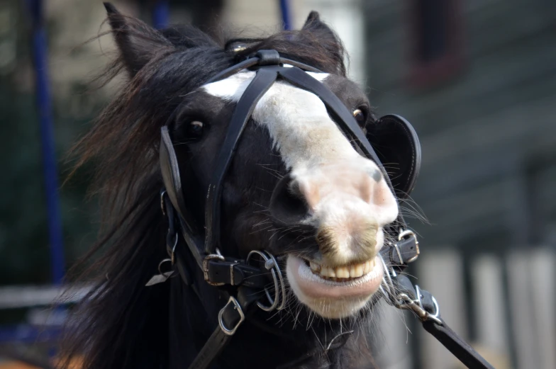 horse with black and white face and mane wearing harness