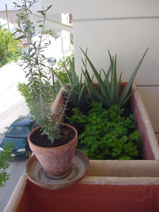 a potted plant with several plants growing in it