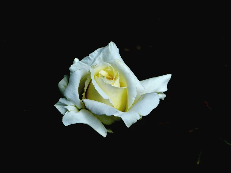 the close up of a white rose in flower