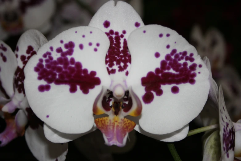 a white flower with purple spots and white stems