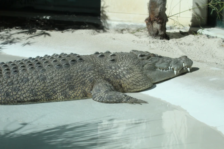 a alligator lying on its stomach in the sun