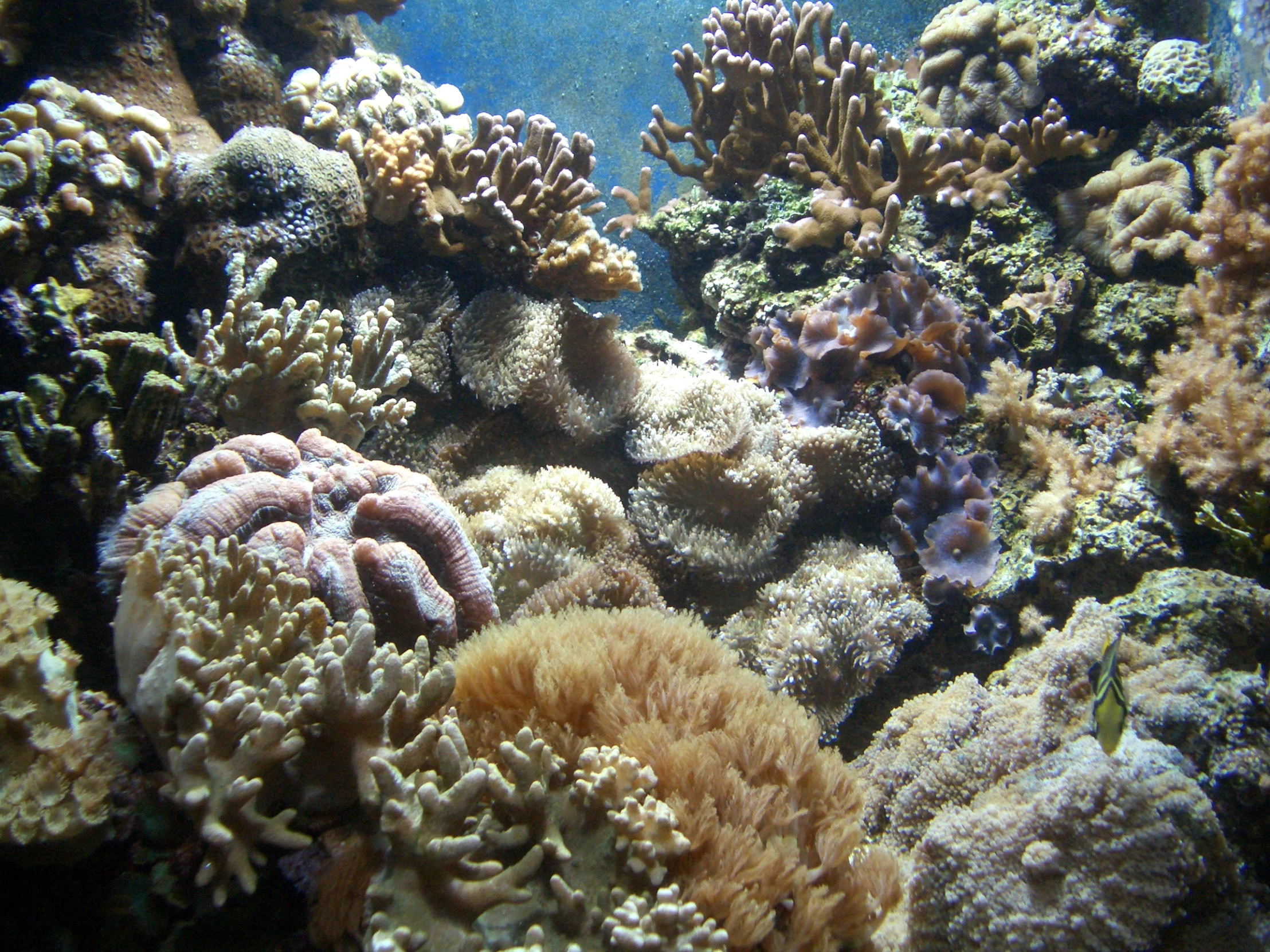 anemone sea anemones and corals are among the water