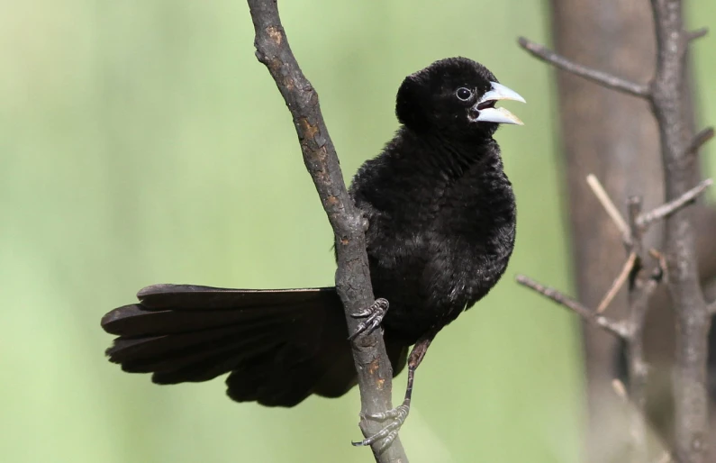 a black bird sits in a tree with his tongue open