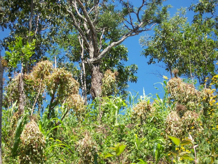 a picture of trees, plants and flowers on a sunny day