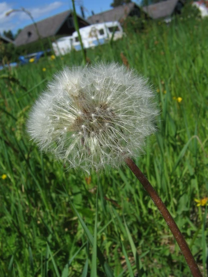 a dandelion in the foreground, with the house in the background