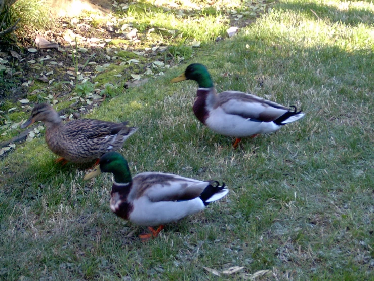 two ducks standing on grass next to a road