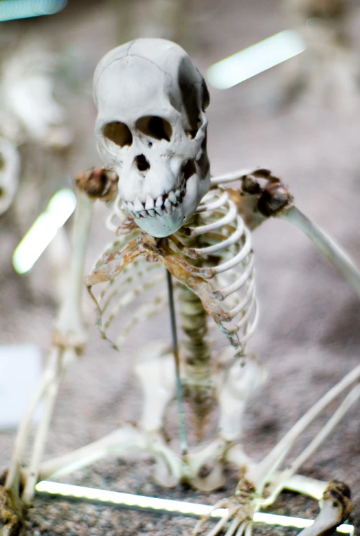 a skeleton doll standing upright and holding a piece of bread