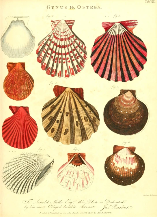 a variety of shell types on an old paper