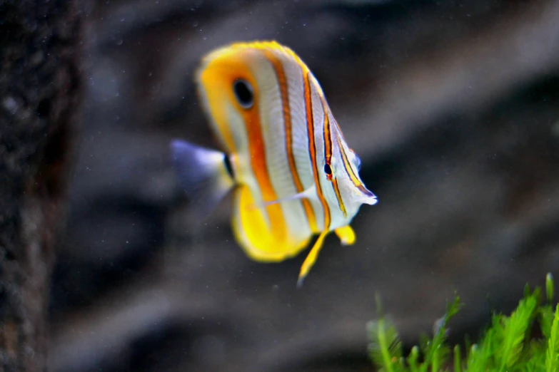 a bright orange and white striped fish next to a tree