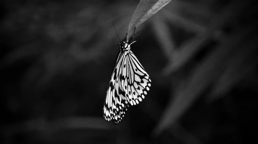 a close up view of a erfly on a tree nch